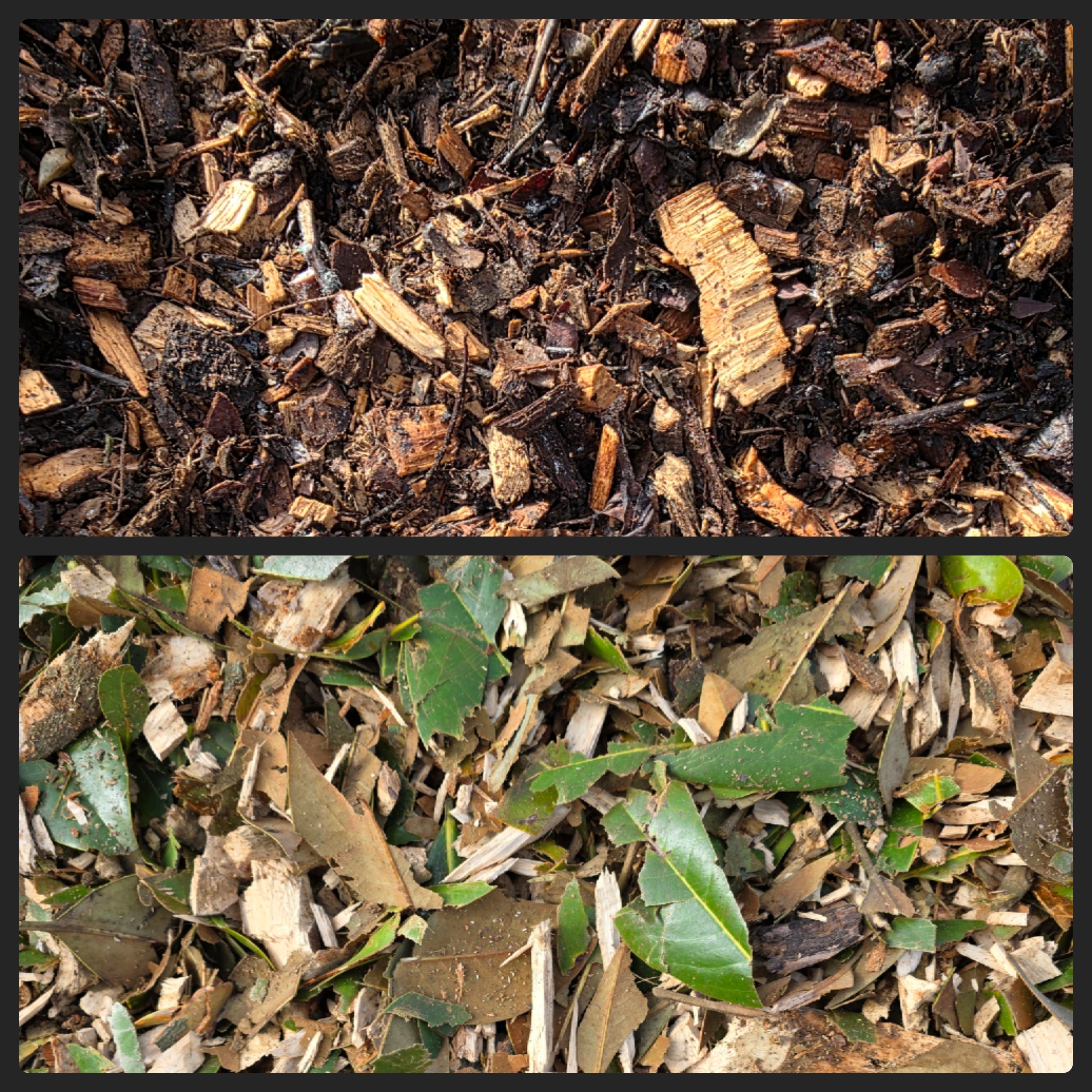 Fresh Mulch vs Aged Mulch – What Is Better for Your Garden?